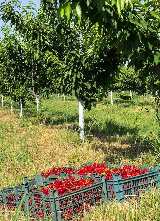 Finca Idoize Camping Hotel Akhmeta Экстерьер фото